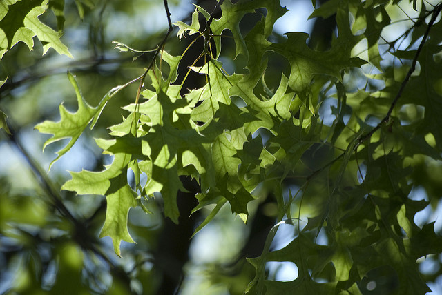 Explore More Than 122 Acres of Green Space at Eastern Regional Park